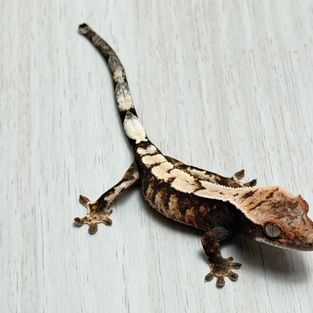 100%헷아잔틱 세이블