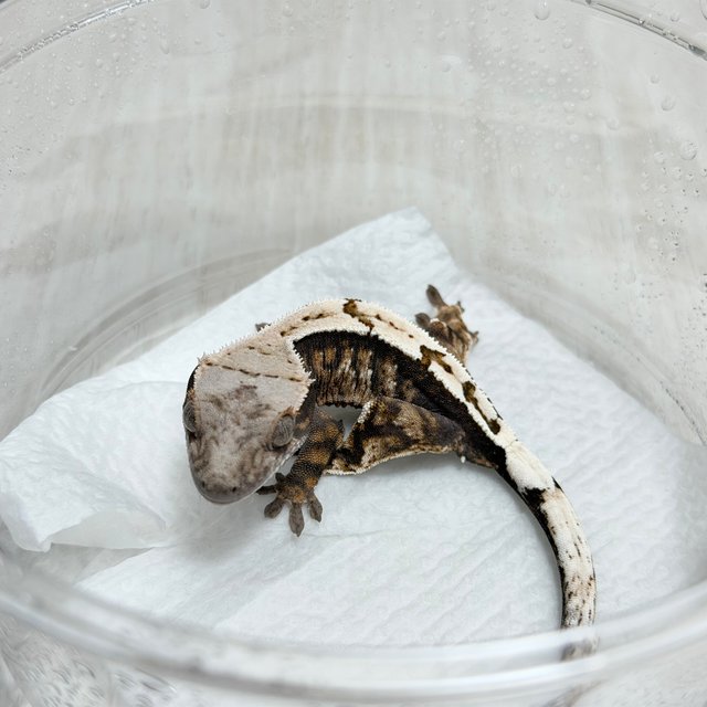 100%헷아잔틱 세이블