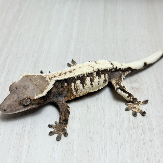 100%헷아잔틱 세이블