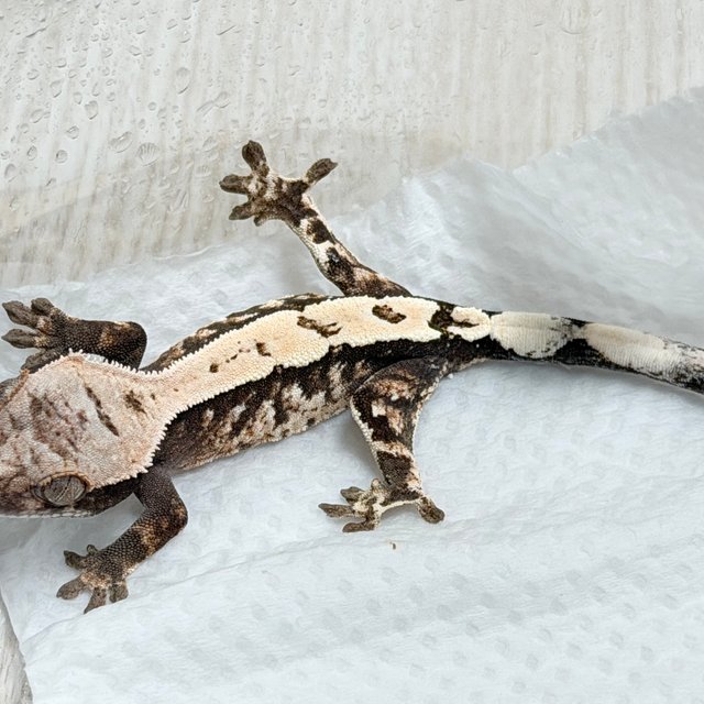 세이블 100%헷아잔틱