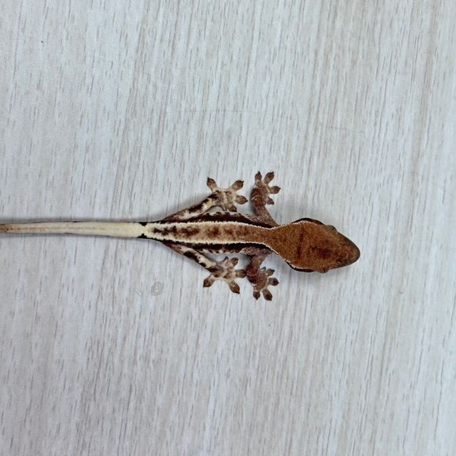 프라푸치노