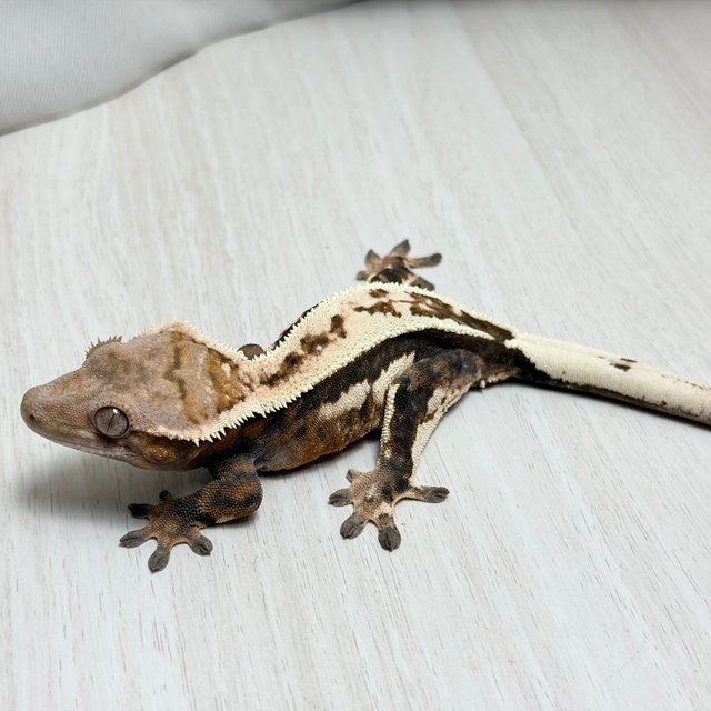 100%헷아잔틱 세이블