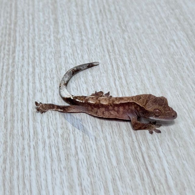카푸치노