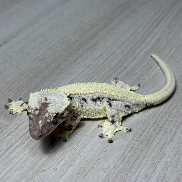 슈퍼세이블 릴리