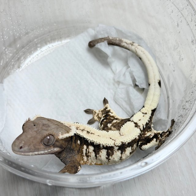 100%헷아잔틱 세이블