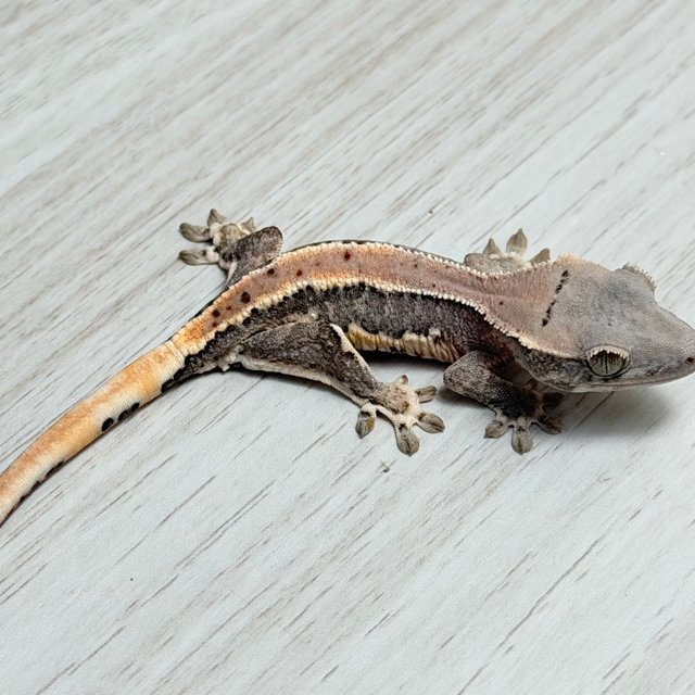 릴리100%헷아잔틱