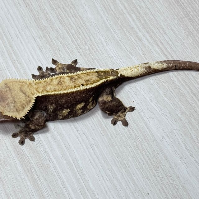 풀핀
