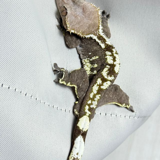아잔틱