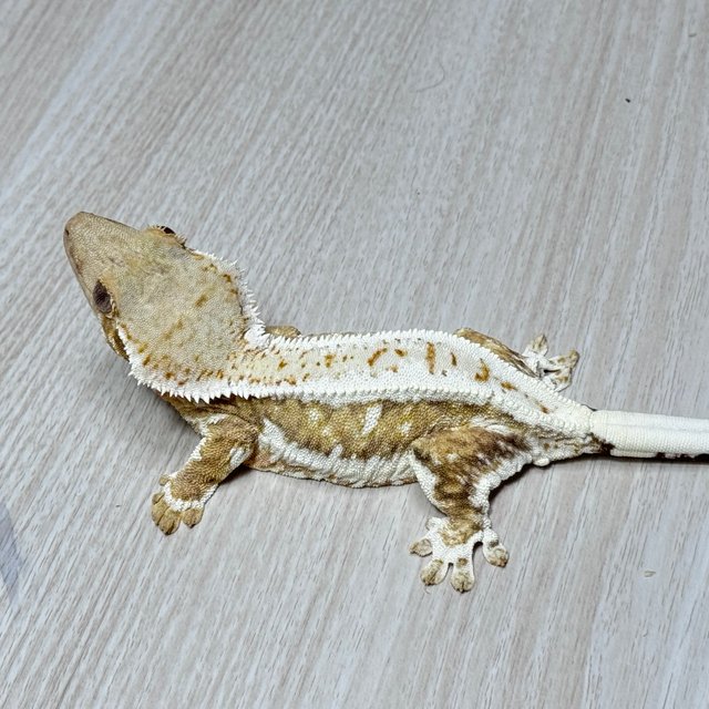 릴리화이트 트라이