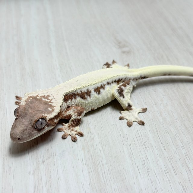 100%헷아잔틱 세이블