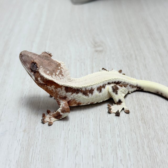 릴리 세이블 100%헷아잔틱