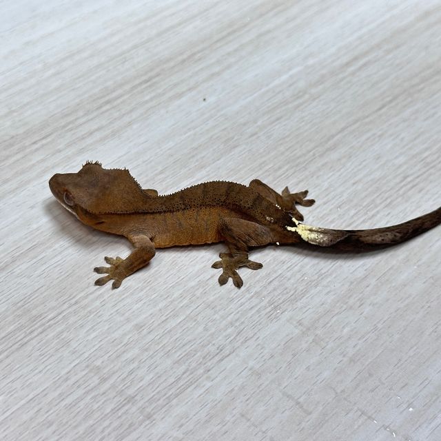 카푸치노