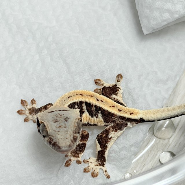 100%헷아잔틱 릴리화이트