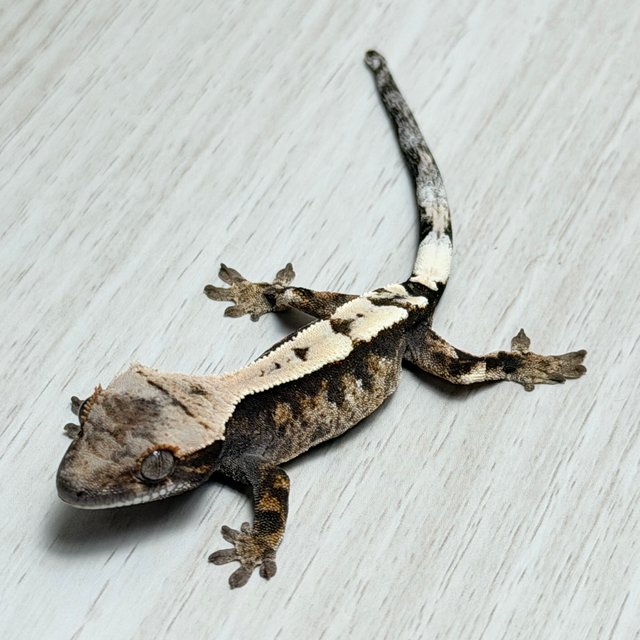 100%헷아잔틱 세이블