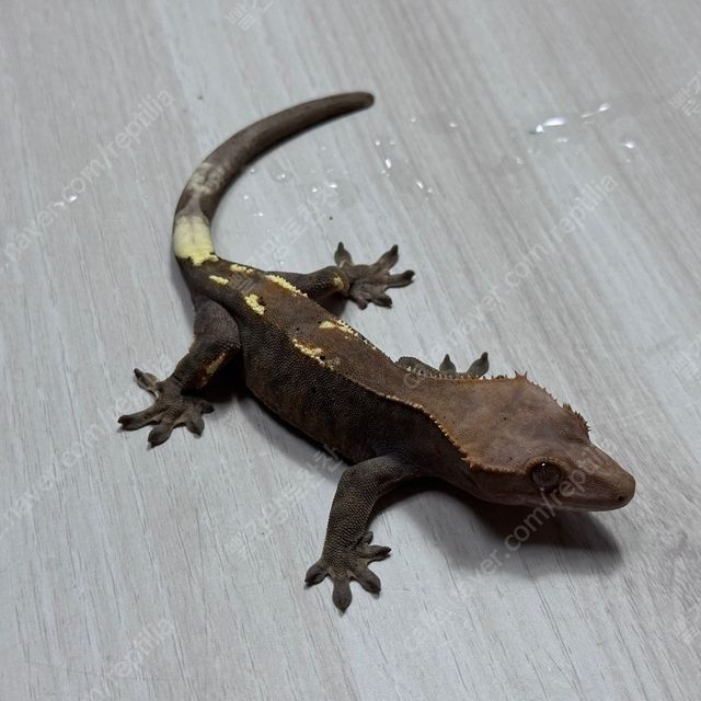 카푸치노