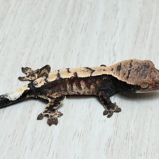 100%헷아잔틱 세이블