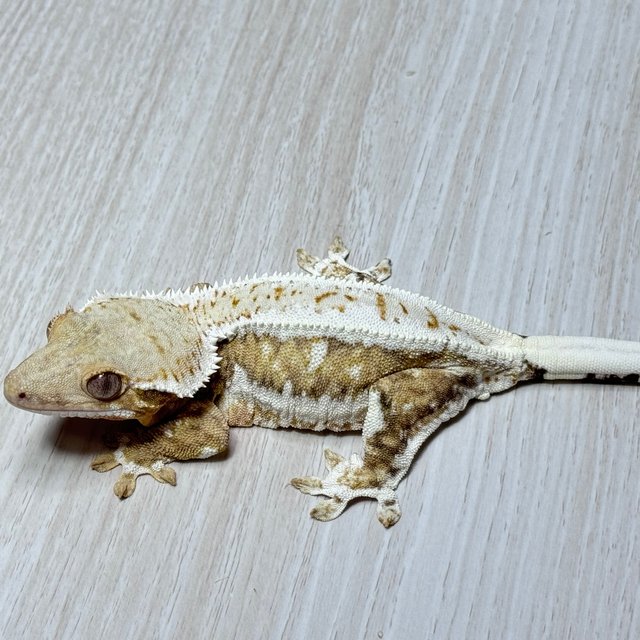 릴리화이트 트라이