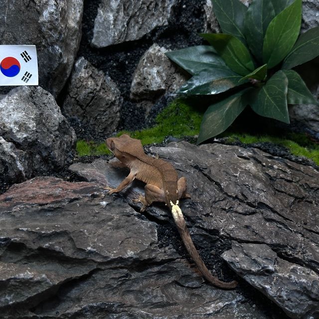 카푸치노