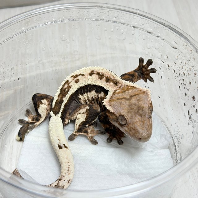 100%헷아잔틱 세이블