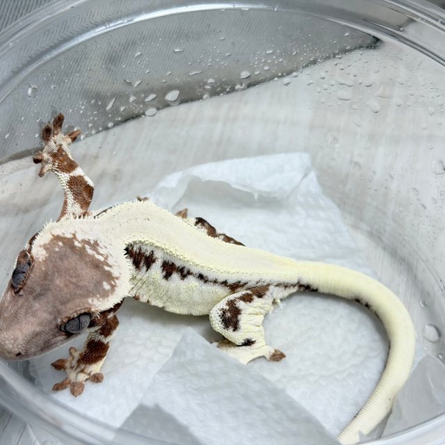 100%헷아잔틱 세이블