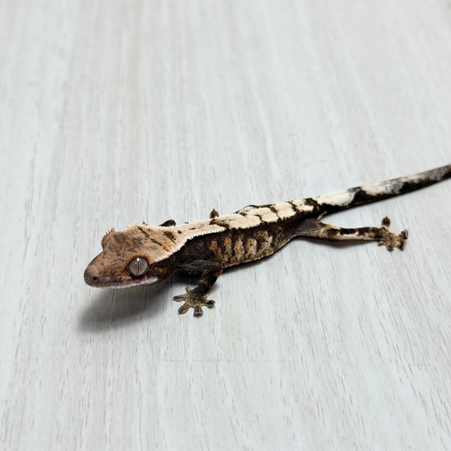 100%헷아잔틱 세이블