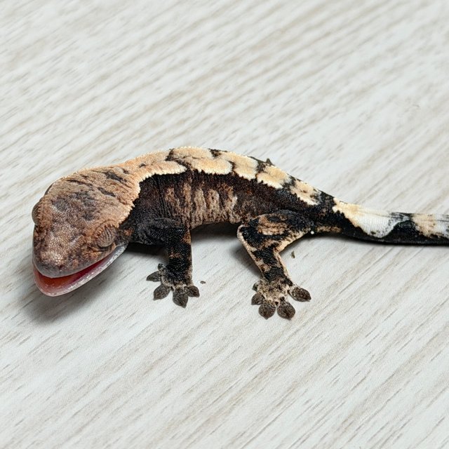 100%헷아잔틱 세이블