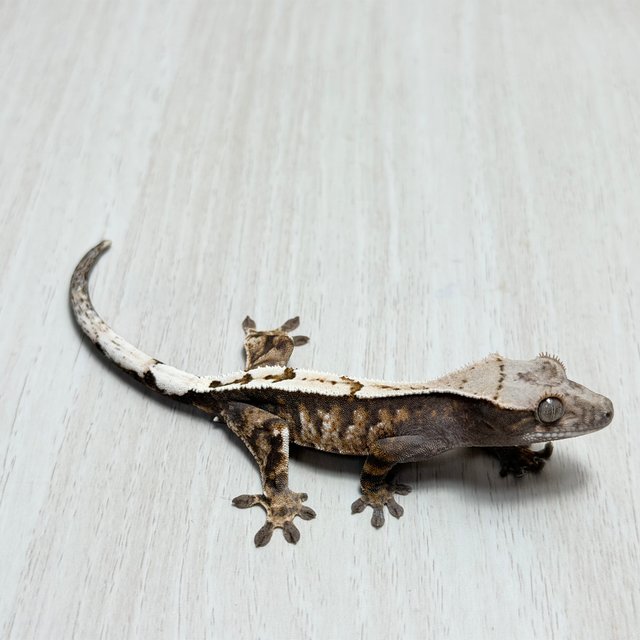 100%헷아잔틱 세이블