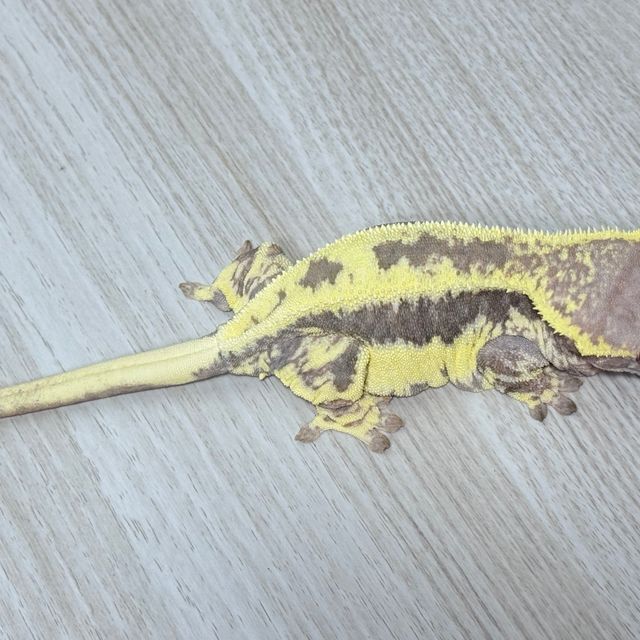 프라푸치노