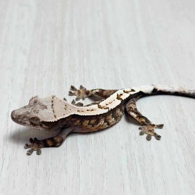 100%헷아잔틱 세이블