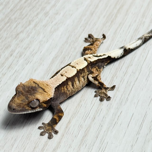 100%헷아잔틱 세이블