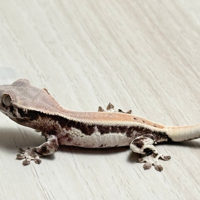 릴리 세이블 100%헷아잔틱