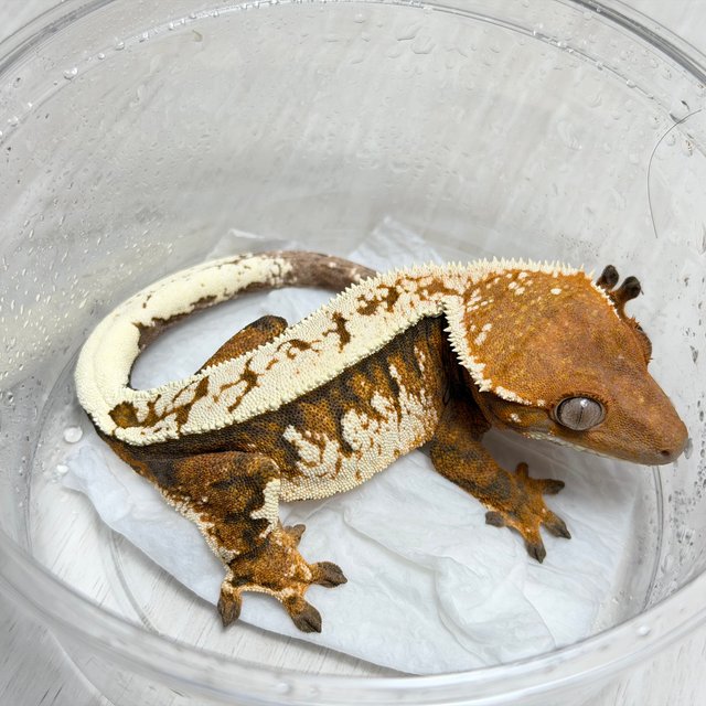 세이블 100%헷아잔틱