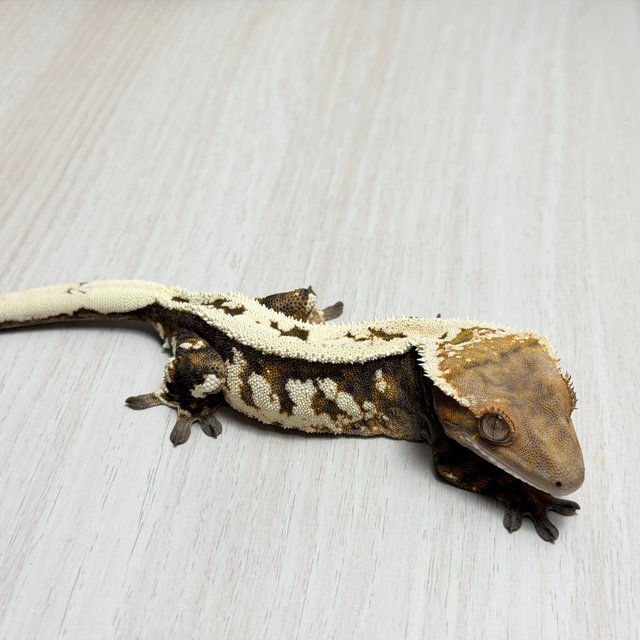 세이블 100%헷아잔틱