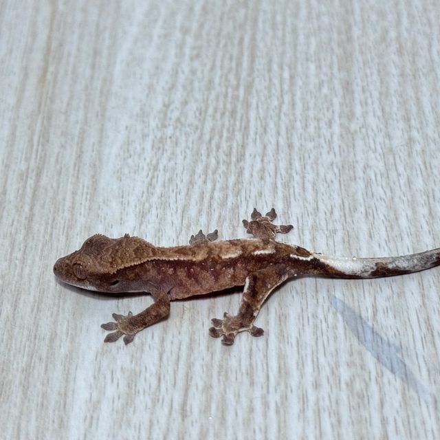 카푸치노