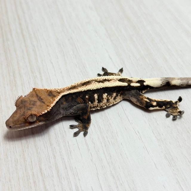 100%헷아잔틱 세이블