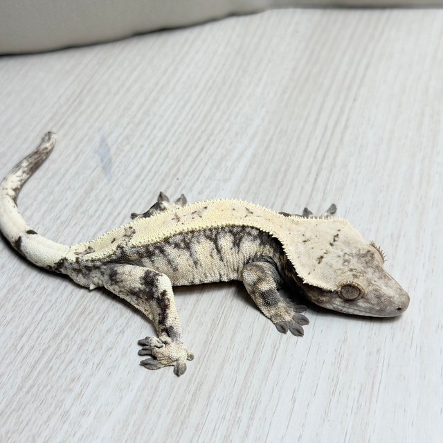 세이블 100%헷아잔틱