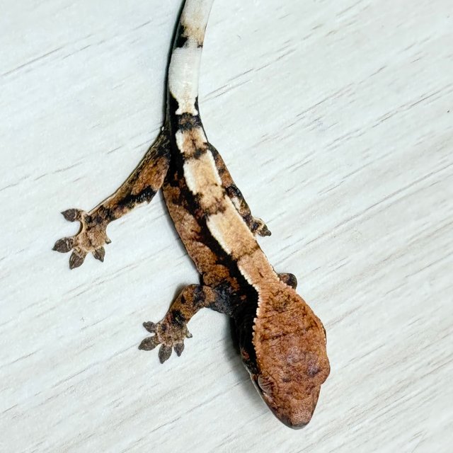 100%헷아잔틱 세이블