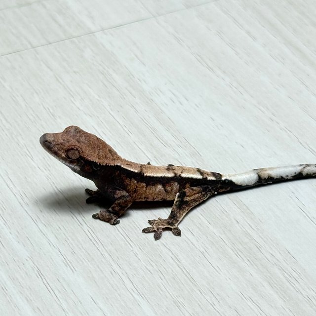 100%헷아잔틱 세이블