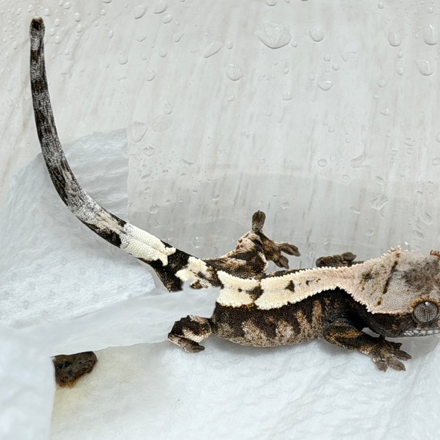 100%헷아잔틱 세이블