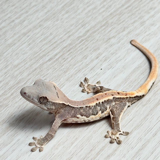 릴리100%헷아잔틱