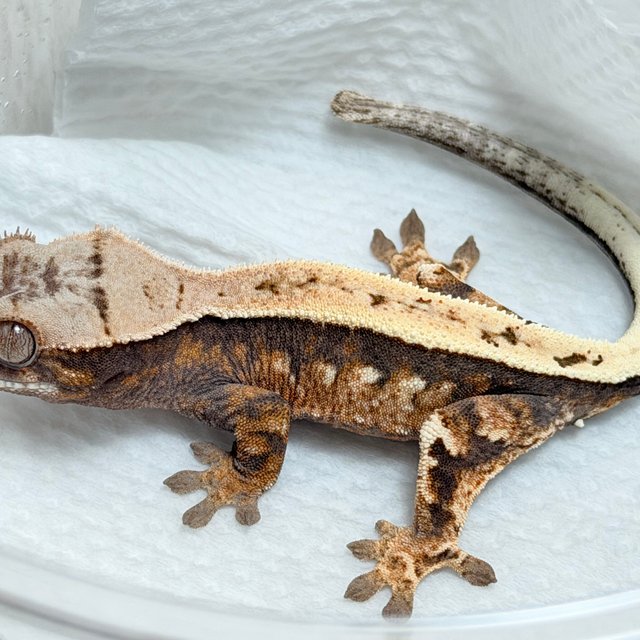 100%헷아잔틱 세이블