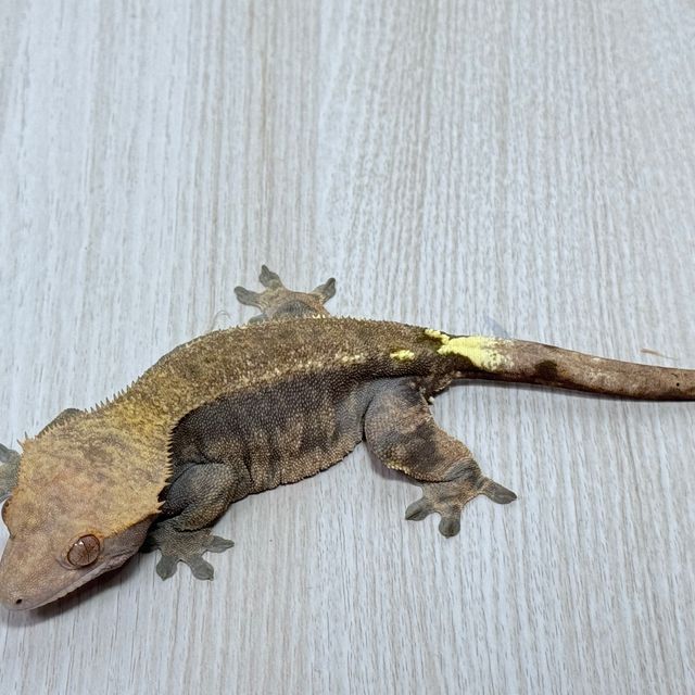 카푸치노