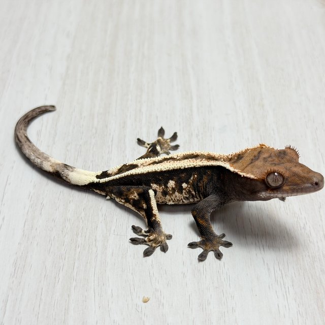 100%헷아잔틱 세이블