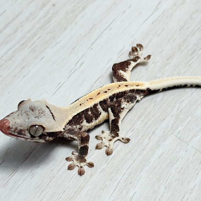 100%헷아잔틱 릴리화이트