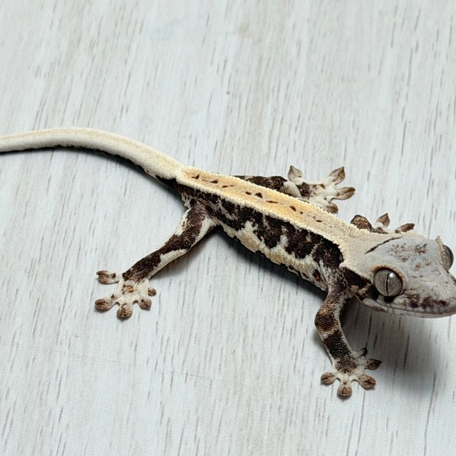 100%헷아잔틱 릴리화이트