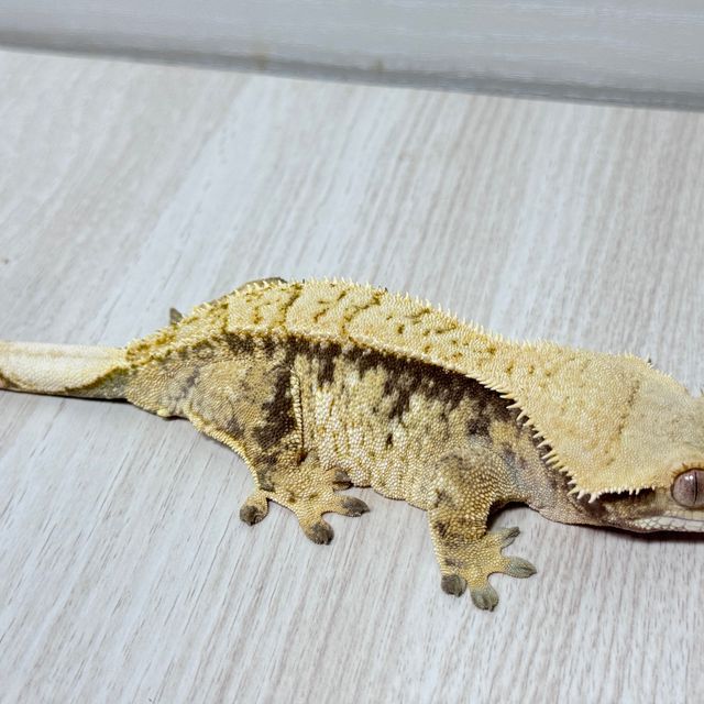 트라이