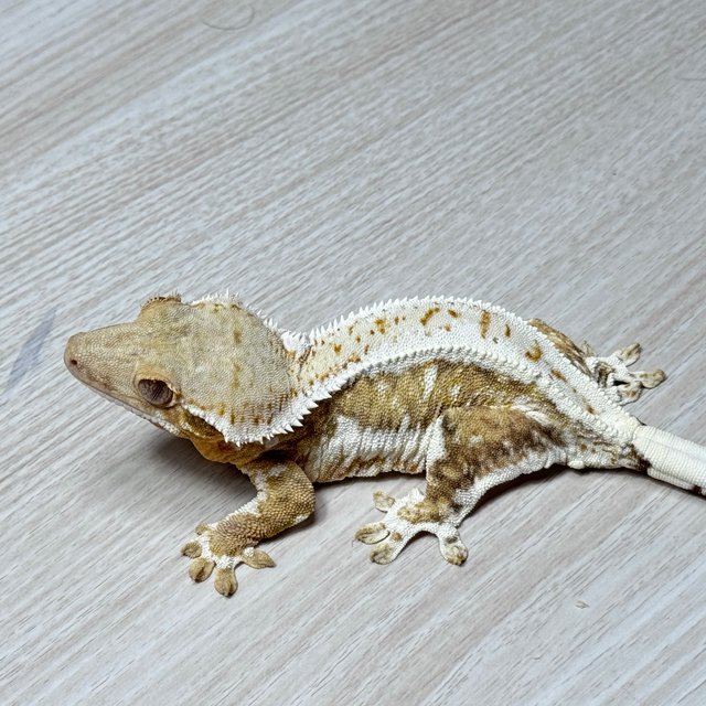 릴리화이트 트라이