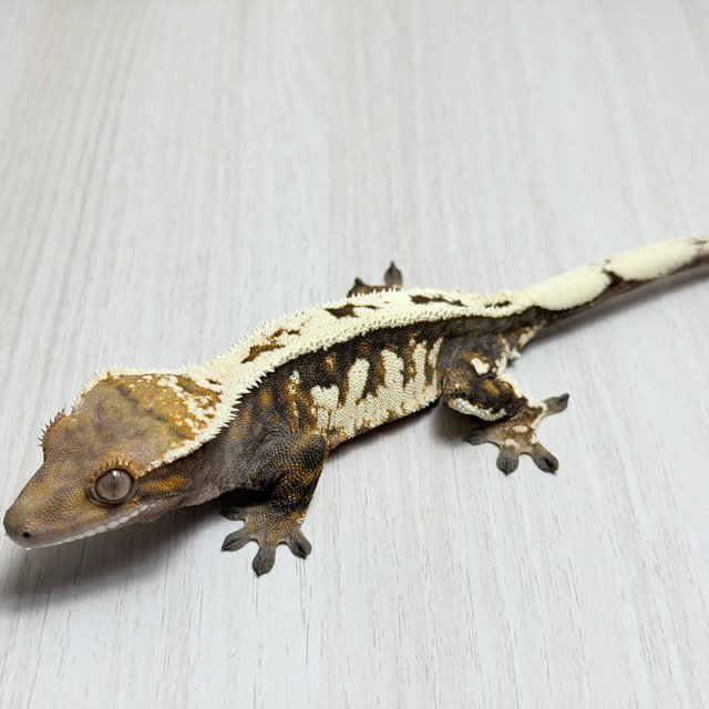 세이블 100%헷아잔틱