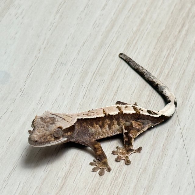 100%헷아잔틱 세이블