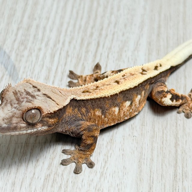 100%헷아잔틱 세이블